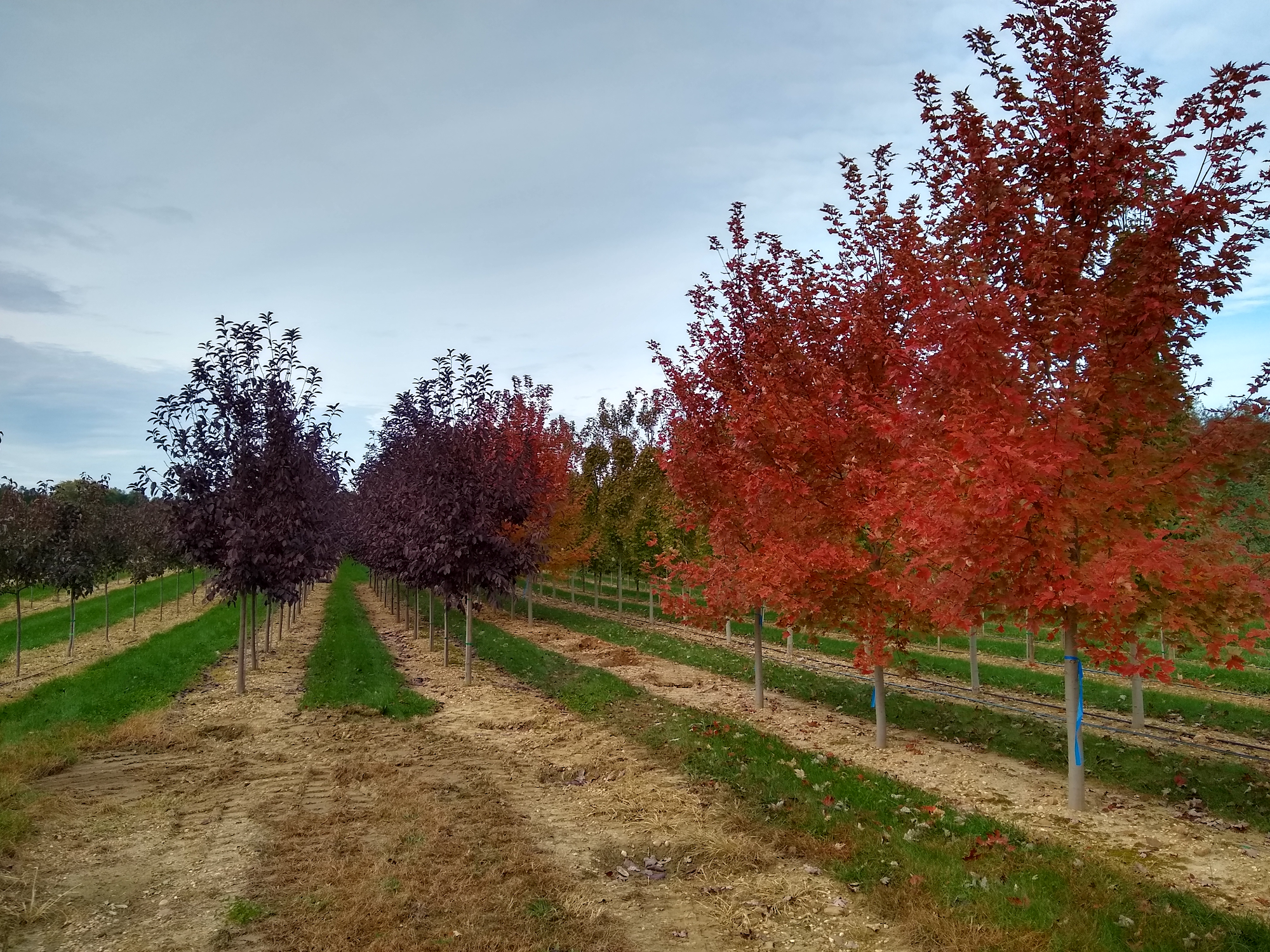 Tidbury Creek Farms and Nursery