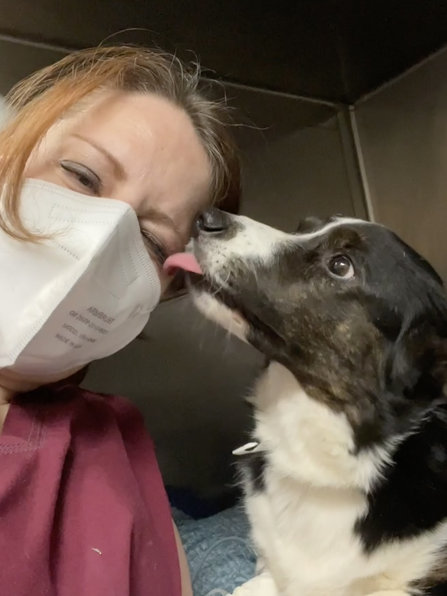 Katz & Dogs Animal Hospital Montclair