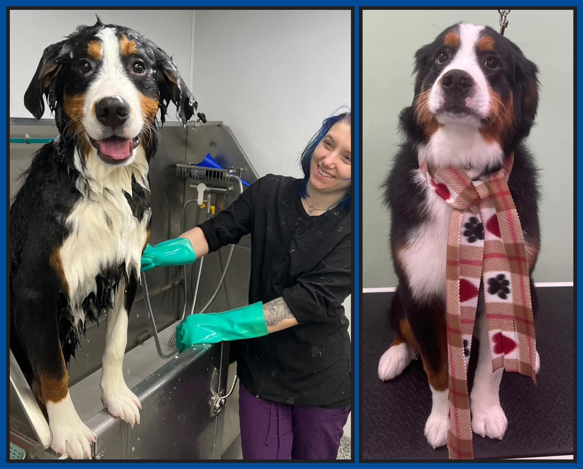 Pet Grooming Studio Mount Laurel