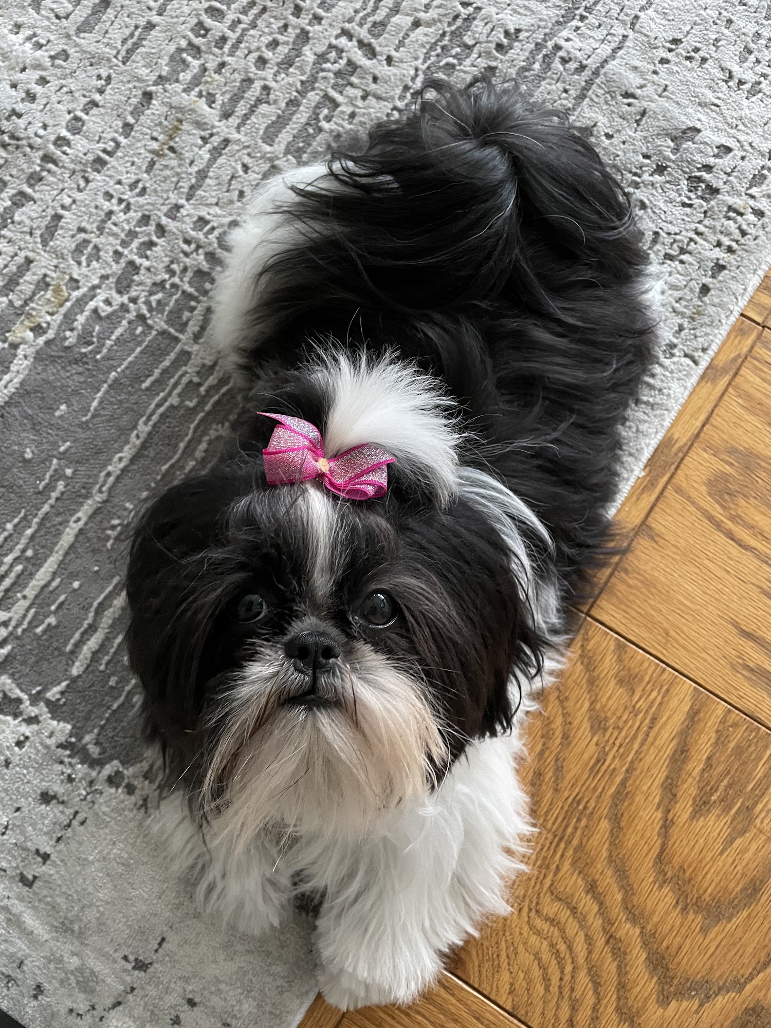 Tails-a-wag'n North Bergen