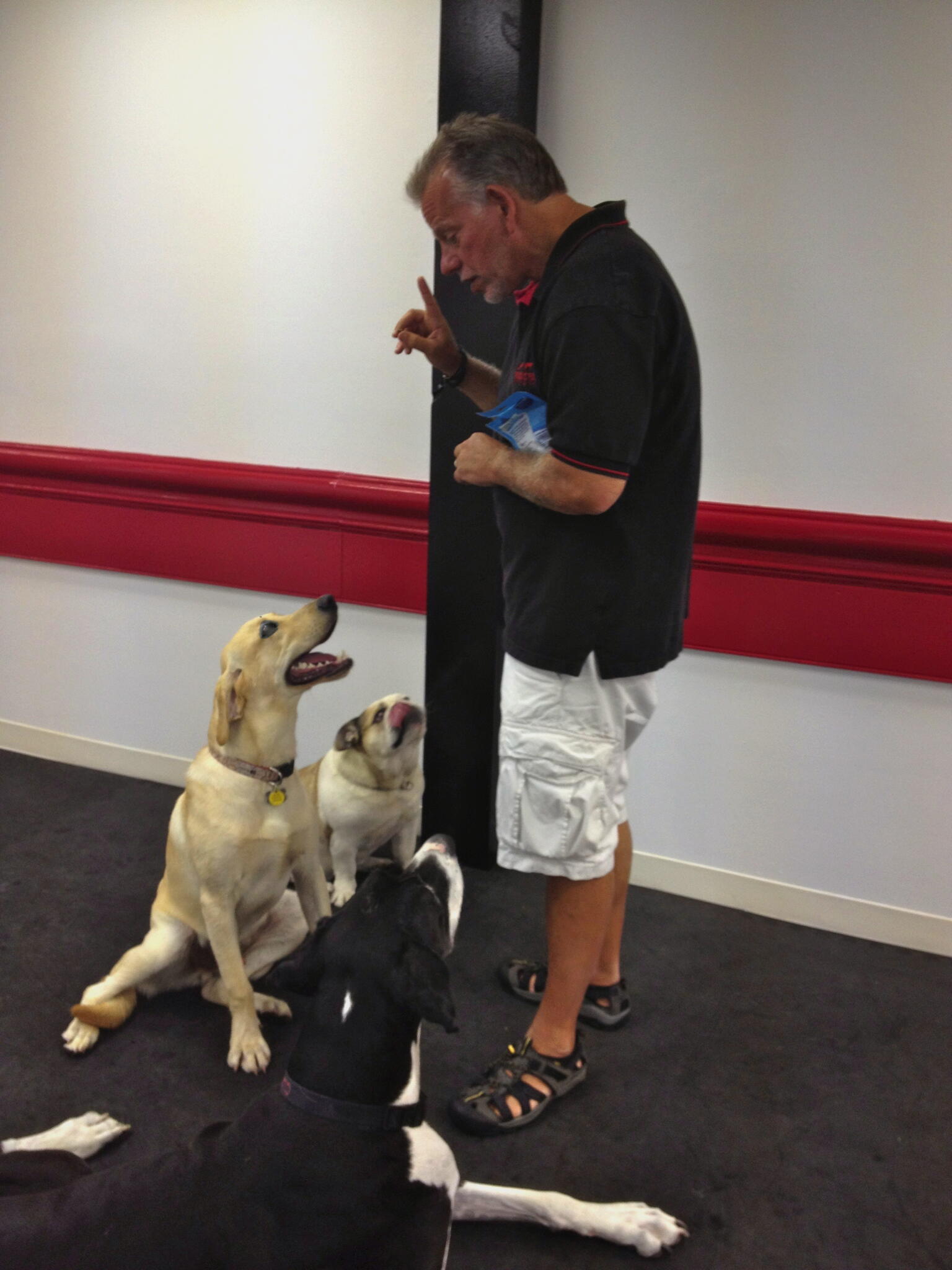 Michael's Pack New Jersey Dog Training 1709 NJ-35 Suite B, Oakhurst New Jersey 07755