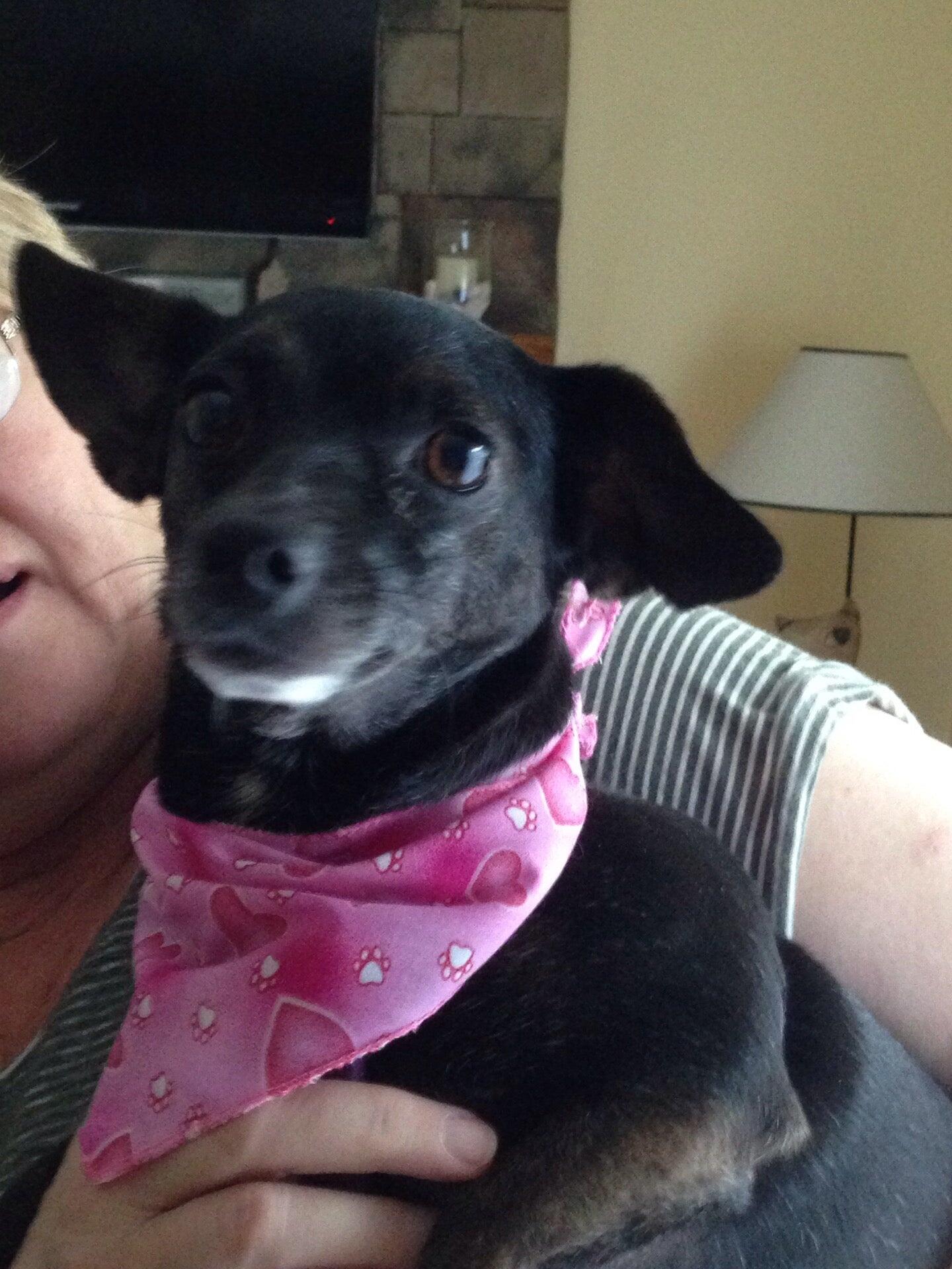 Susie's Grooming Old Bridge