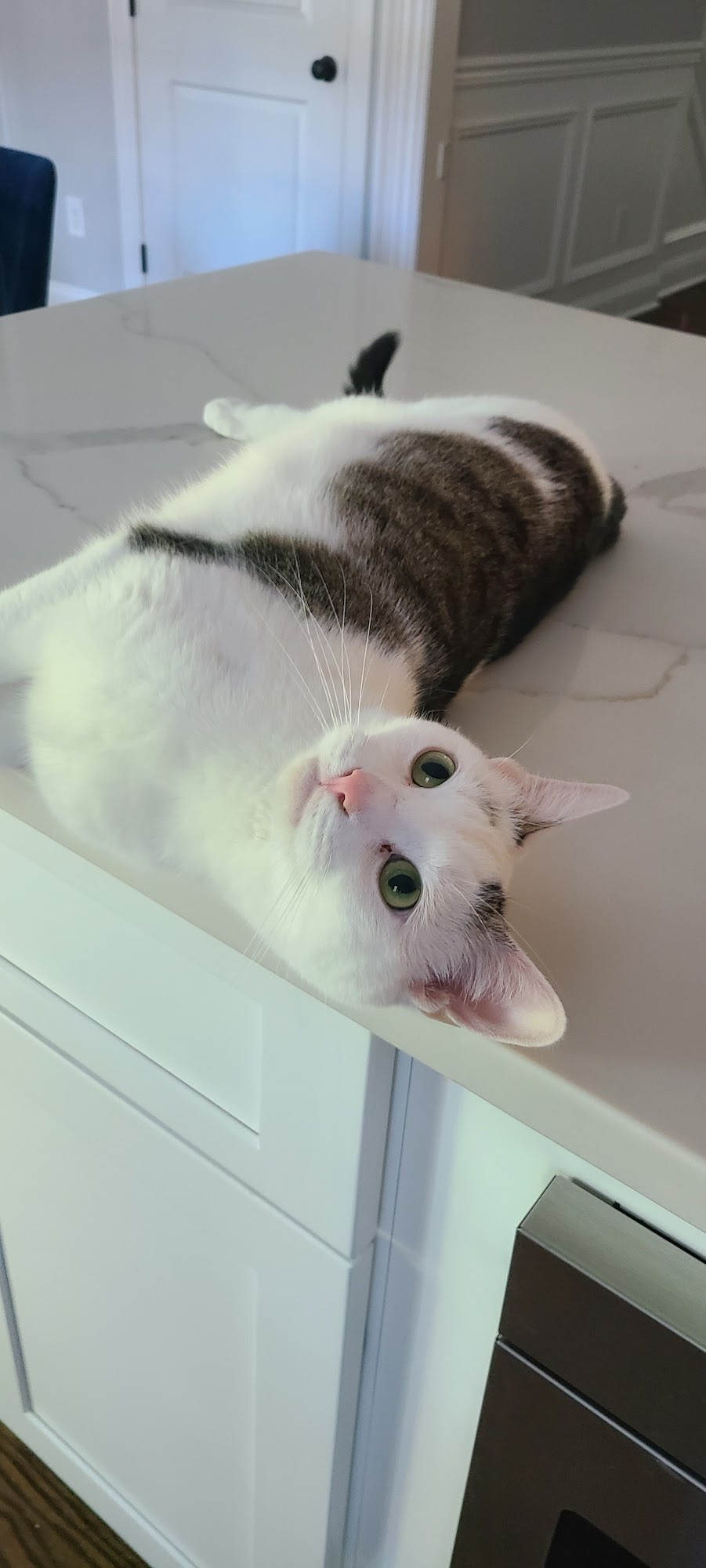 Wags to Whiskers Pet Care Oradell