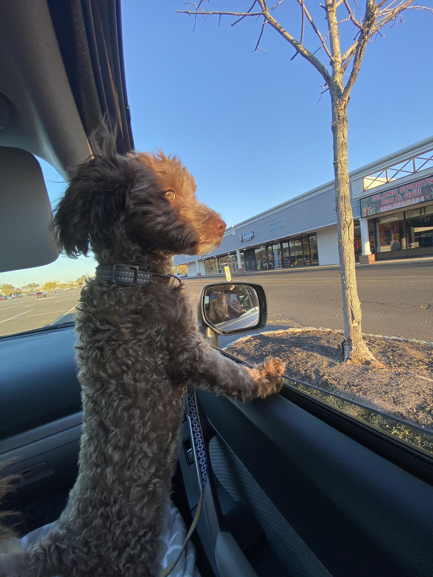 Heavenly Hounds Dog Training Pennington