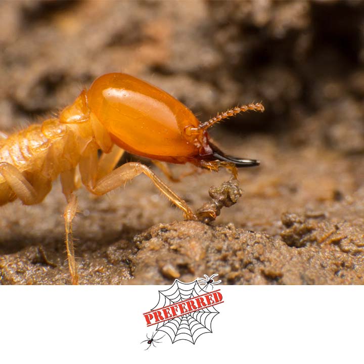 Preferred Termite and Pest Control