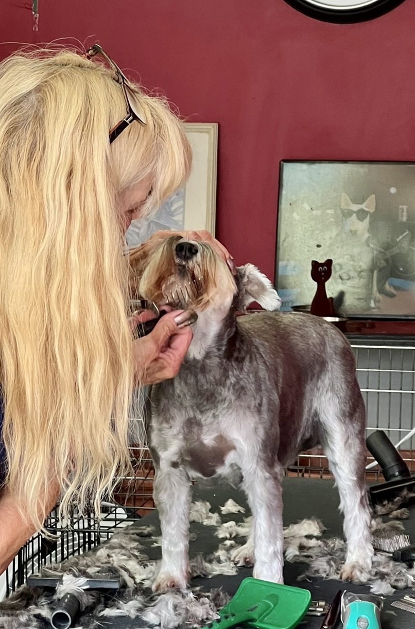 Diane's Professional Animal Point Pleasant