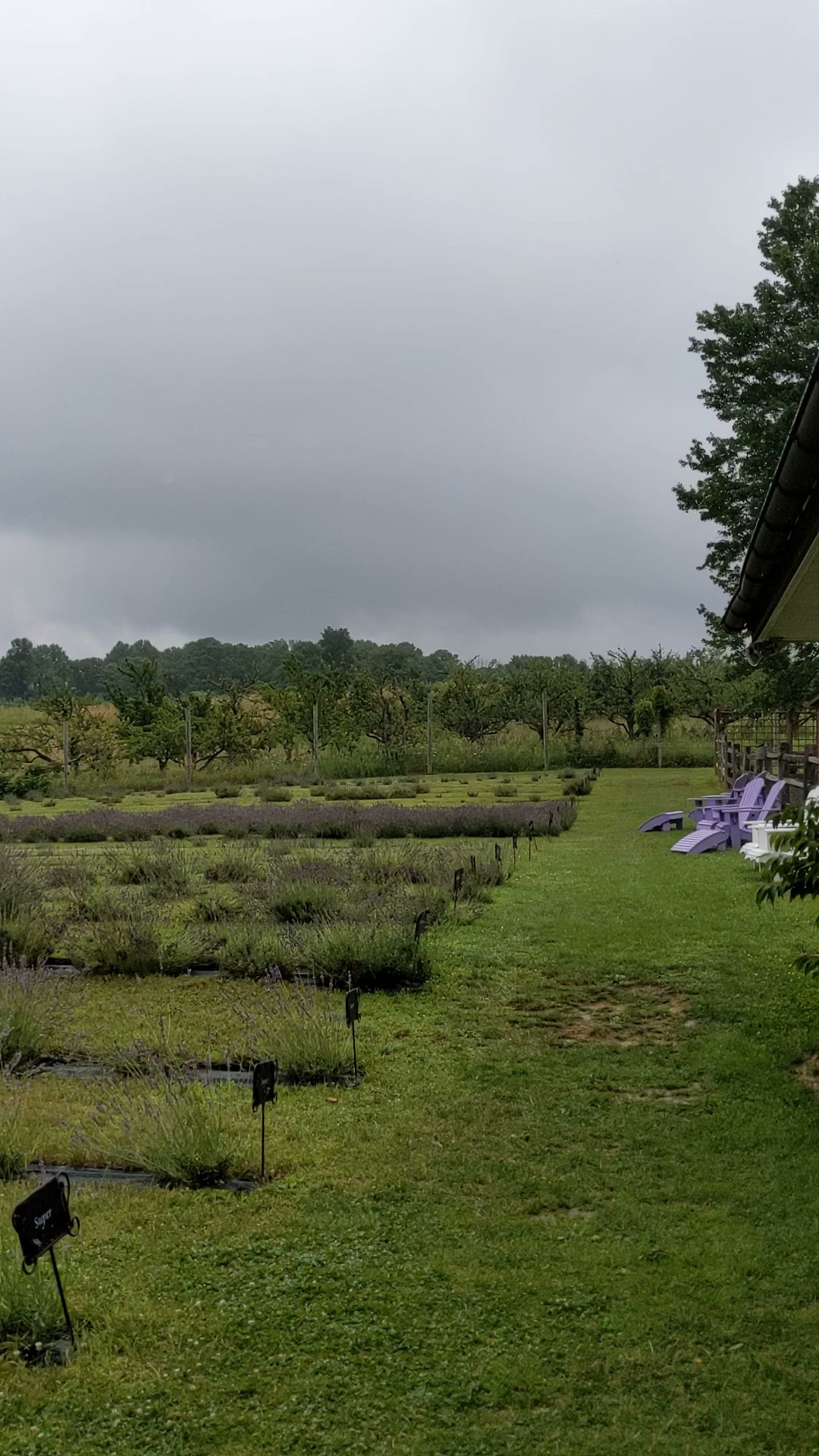 Orchard View Lavender Farm