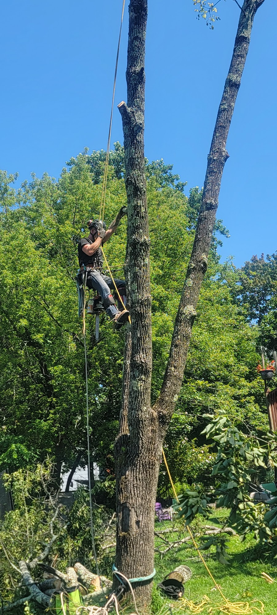 APM | Tree Services in Port Murray | Tree services Mansfield