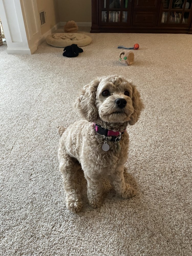 Back of the Bike Pet Grooming Randolph