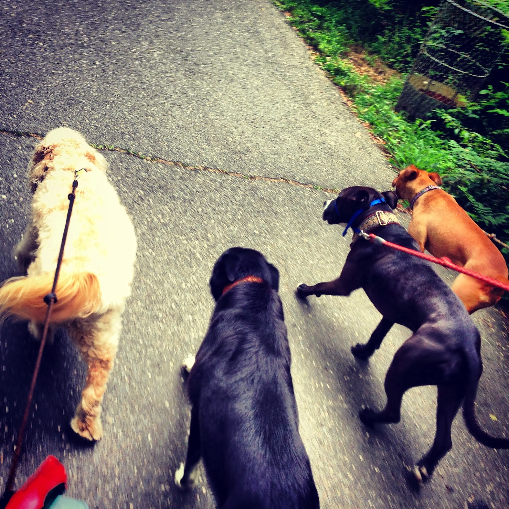 Ridgewood Paws Ridgewood