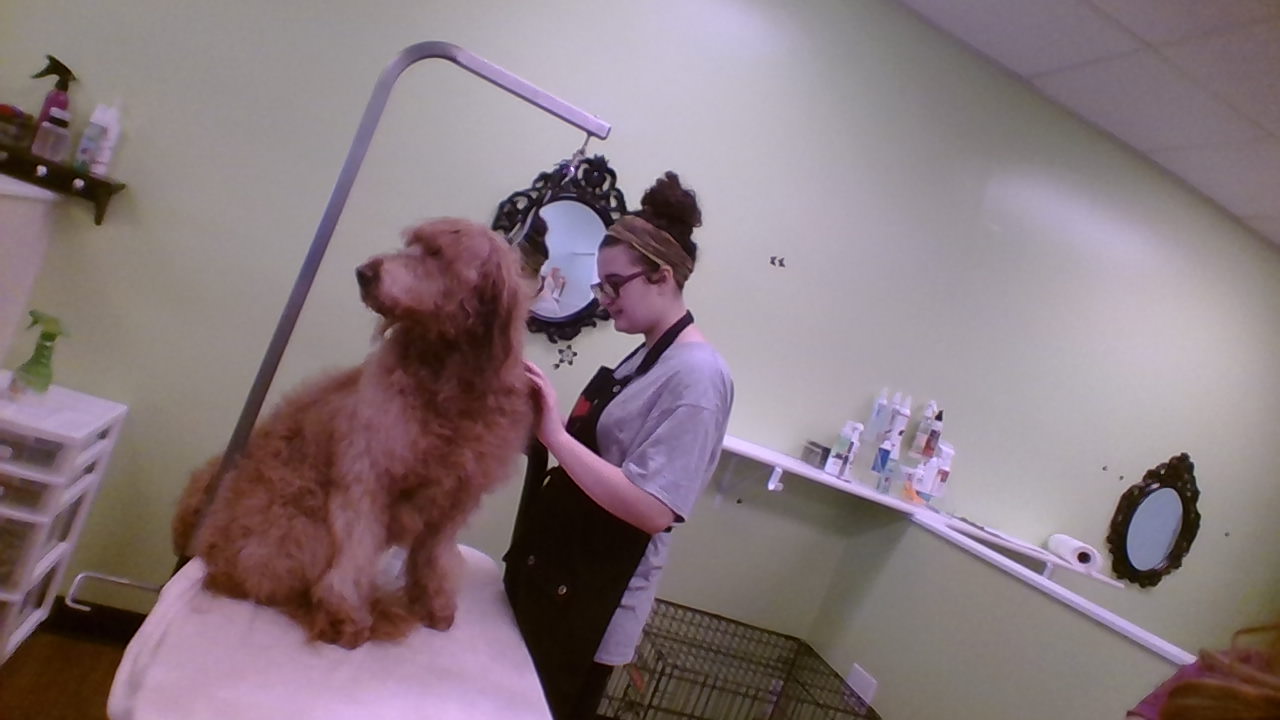 A Green Dog Grooming Salon (RUF 47) 1304 NJ-47 unit p, Rio Grande New Jersey 08242