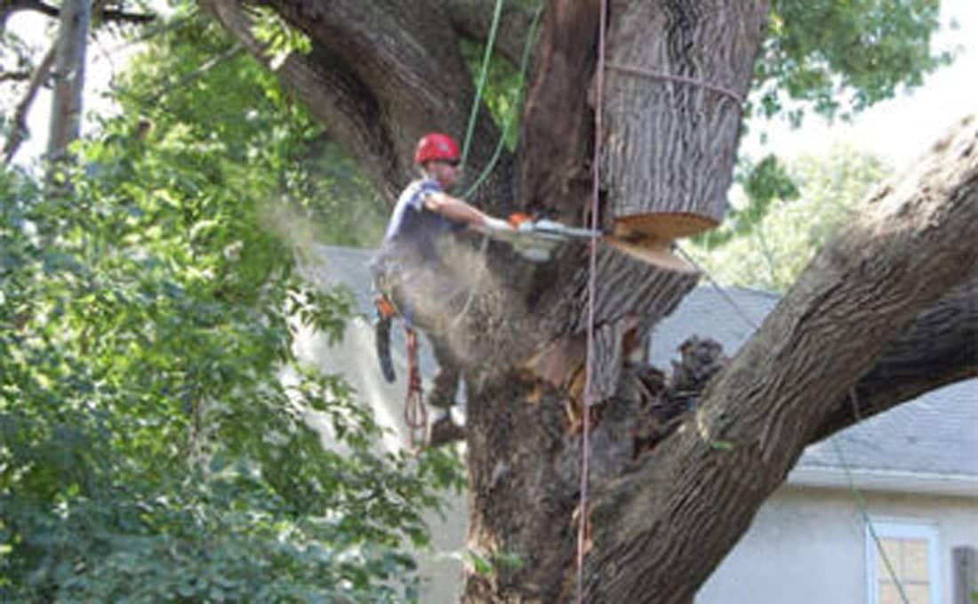Montgomery Tree Removal