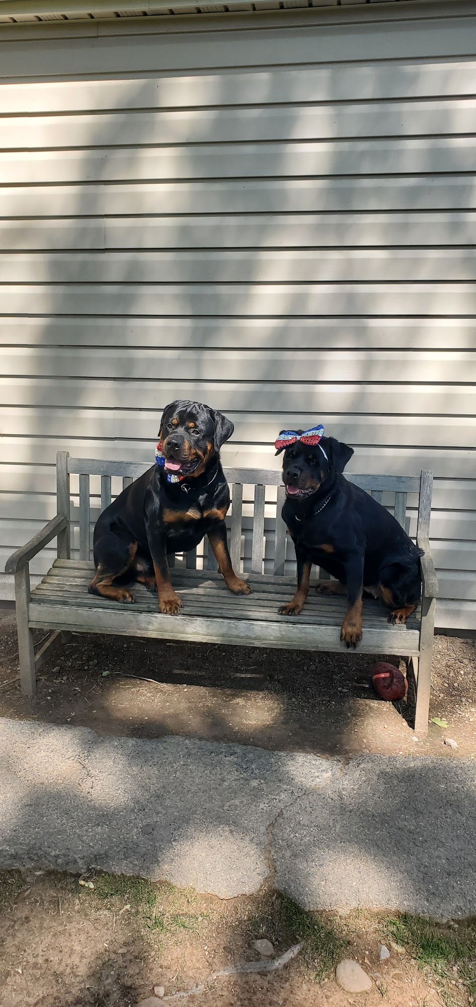 Grooming By Brandy Springfield