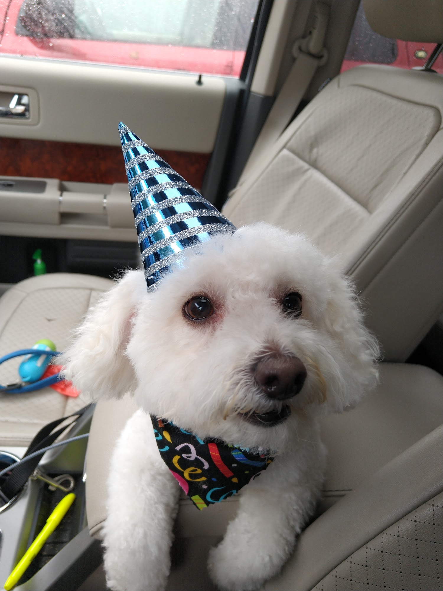 Charming Pet Grooming LLC Springfield