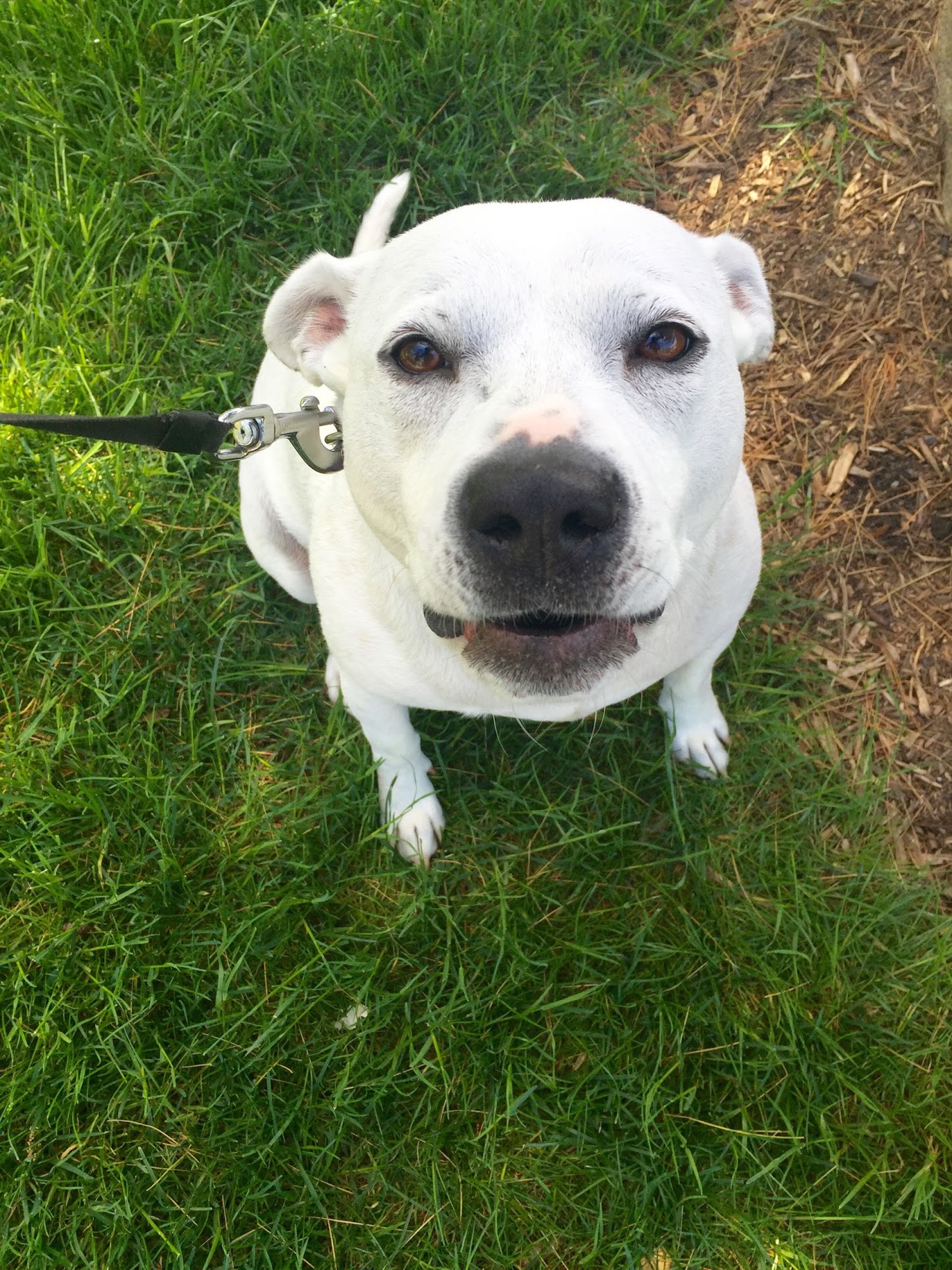 Mommy and Me Pet Sitters, LLC. Stanhope