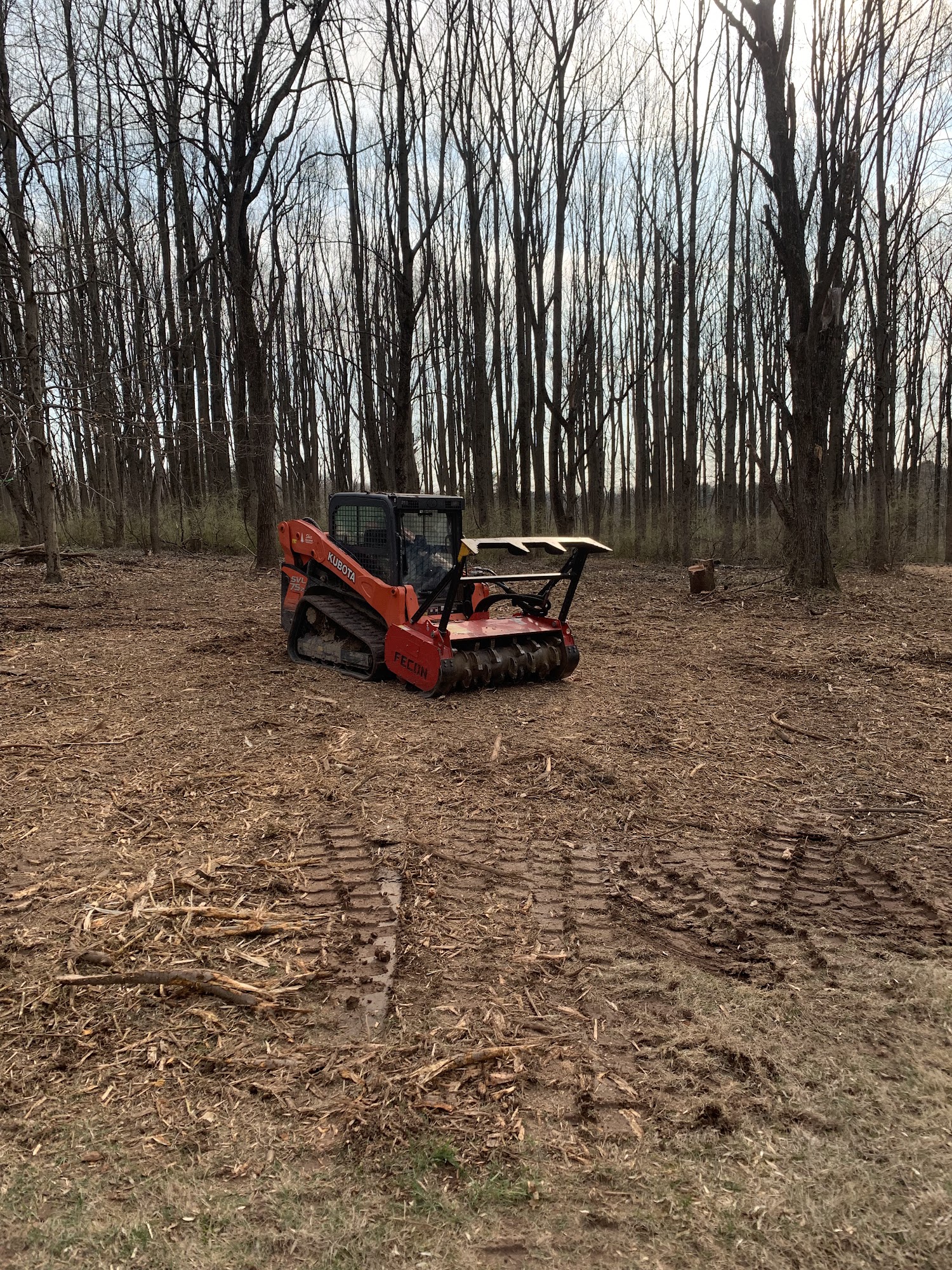 Shier Tree Expert