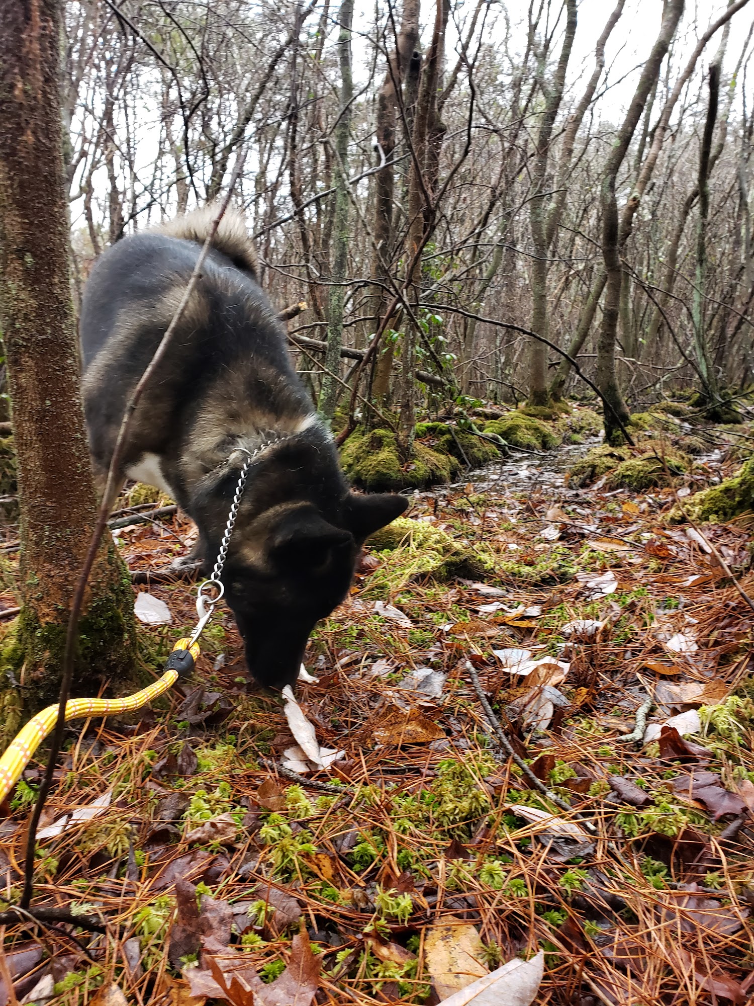 Robinswood Kennels LLC Tuckerton