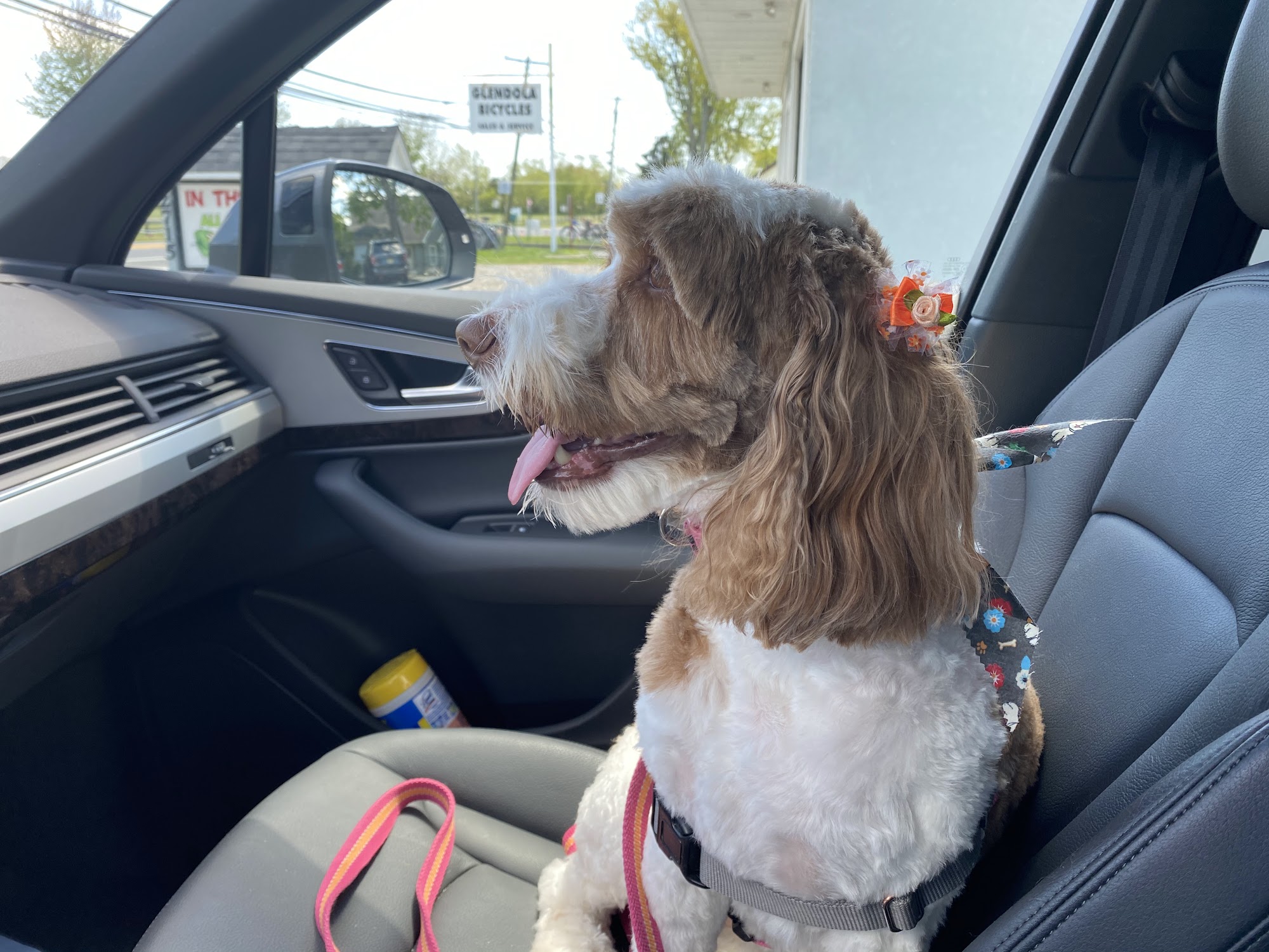 In the Doghouse Wall