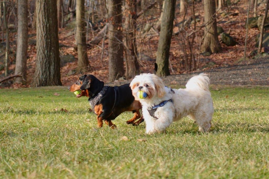 The Madison Dog Resort & Spa Wayne