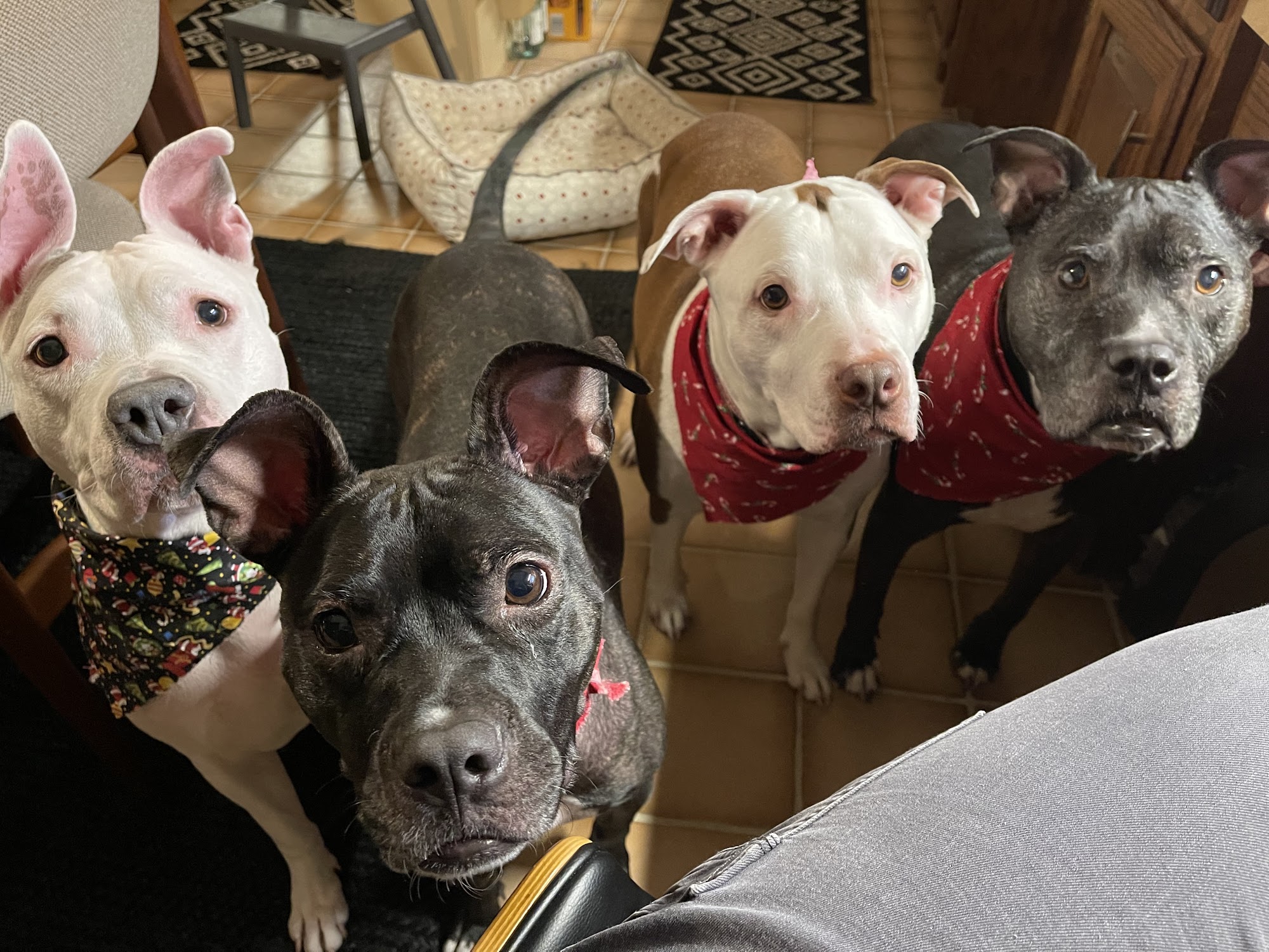 Must Love Dogs Wayne