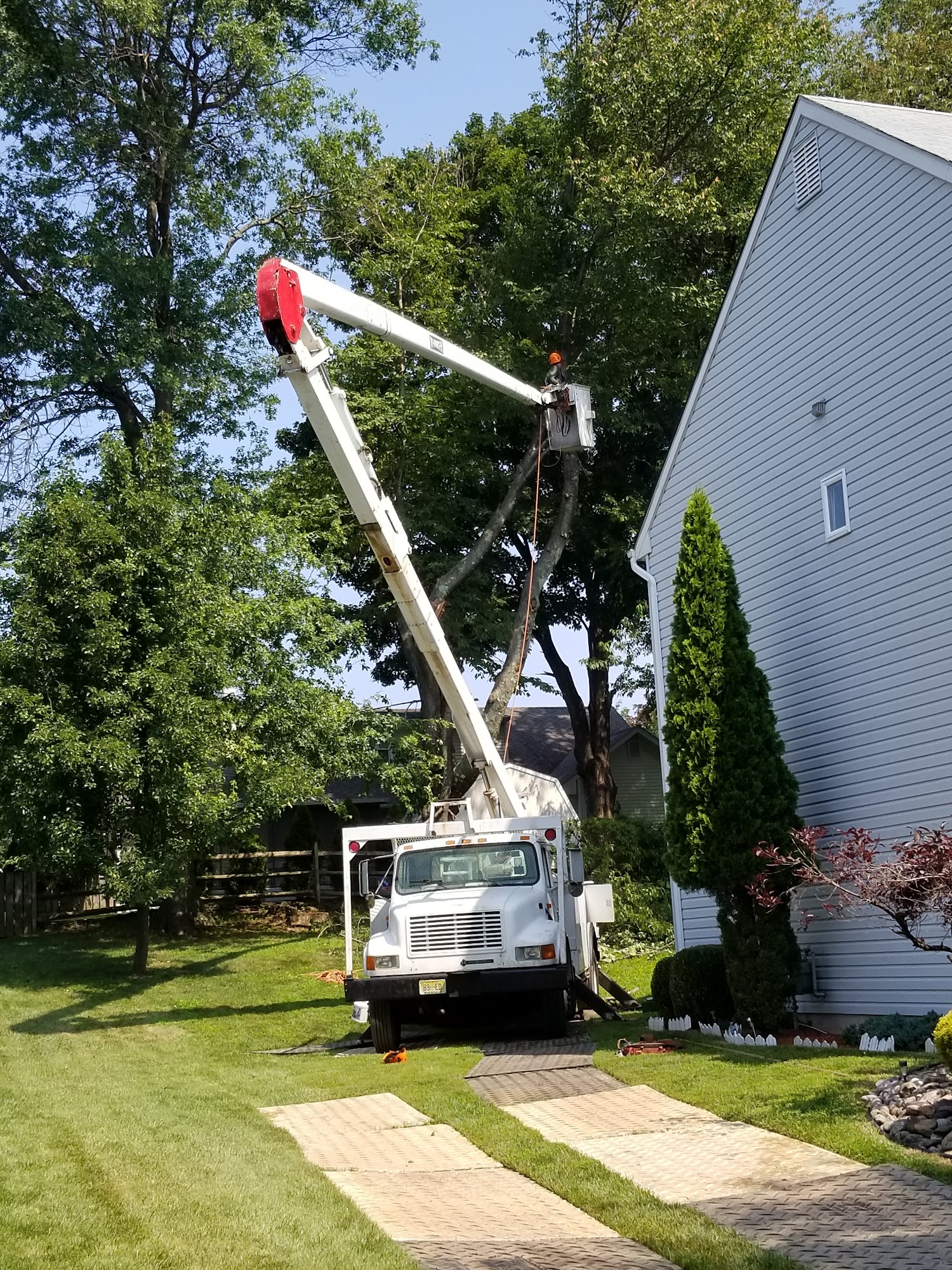 Jr Vasquez Tree Service 758 Village Rd W, West Windsor New Jersey 08550