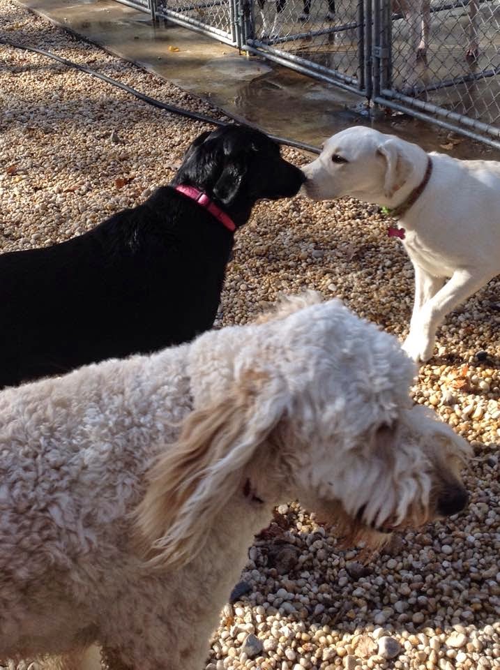 Kokas Kennels Dog- Otel & Cattery Westampton