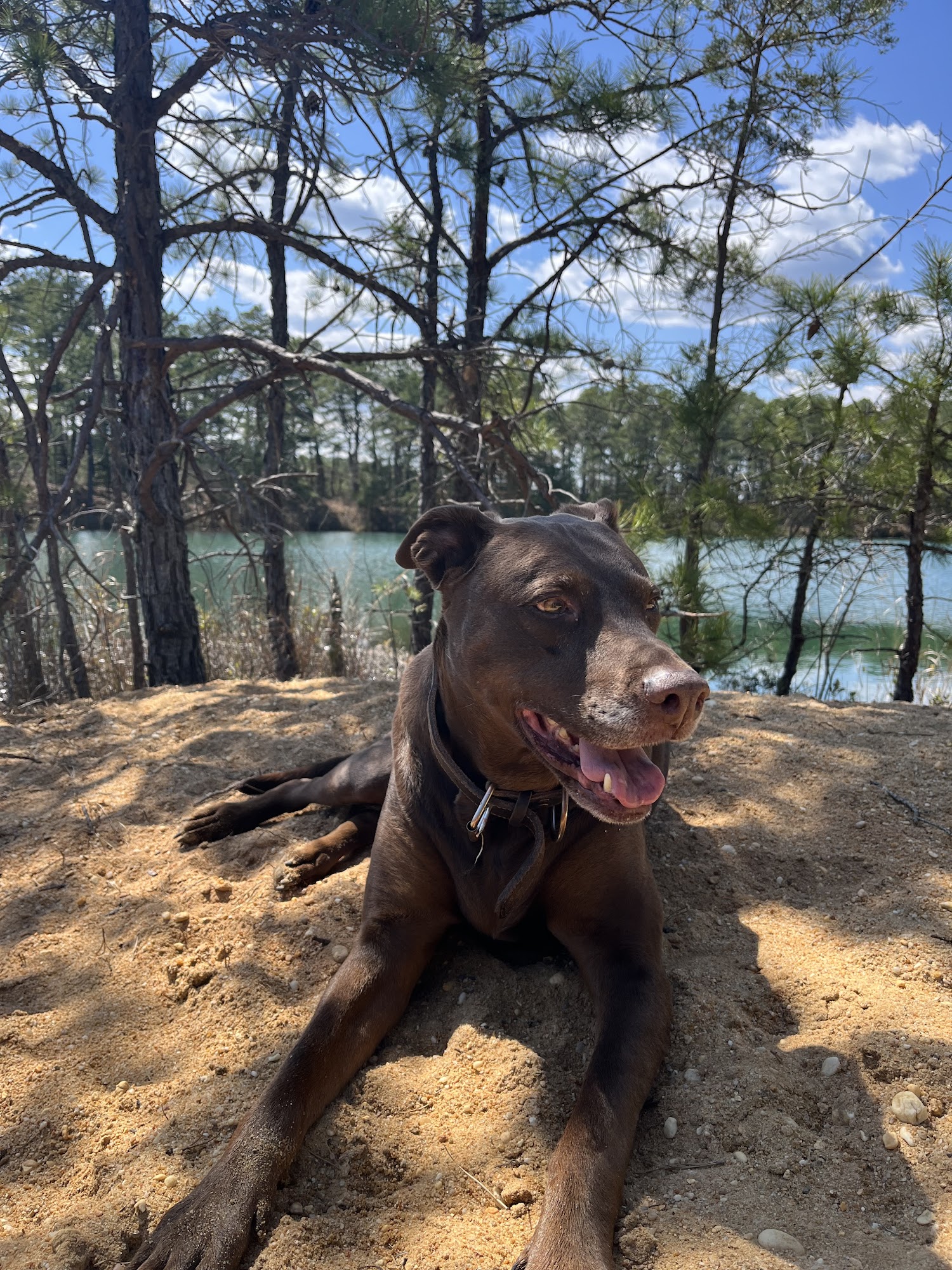 Gradlyn Kennels Wrightstown