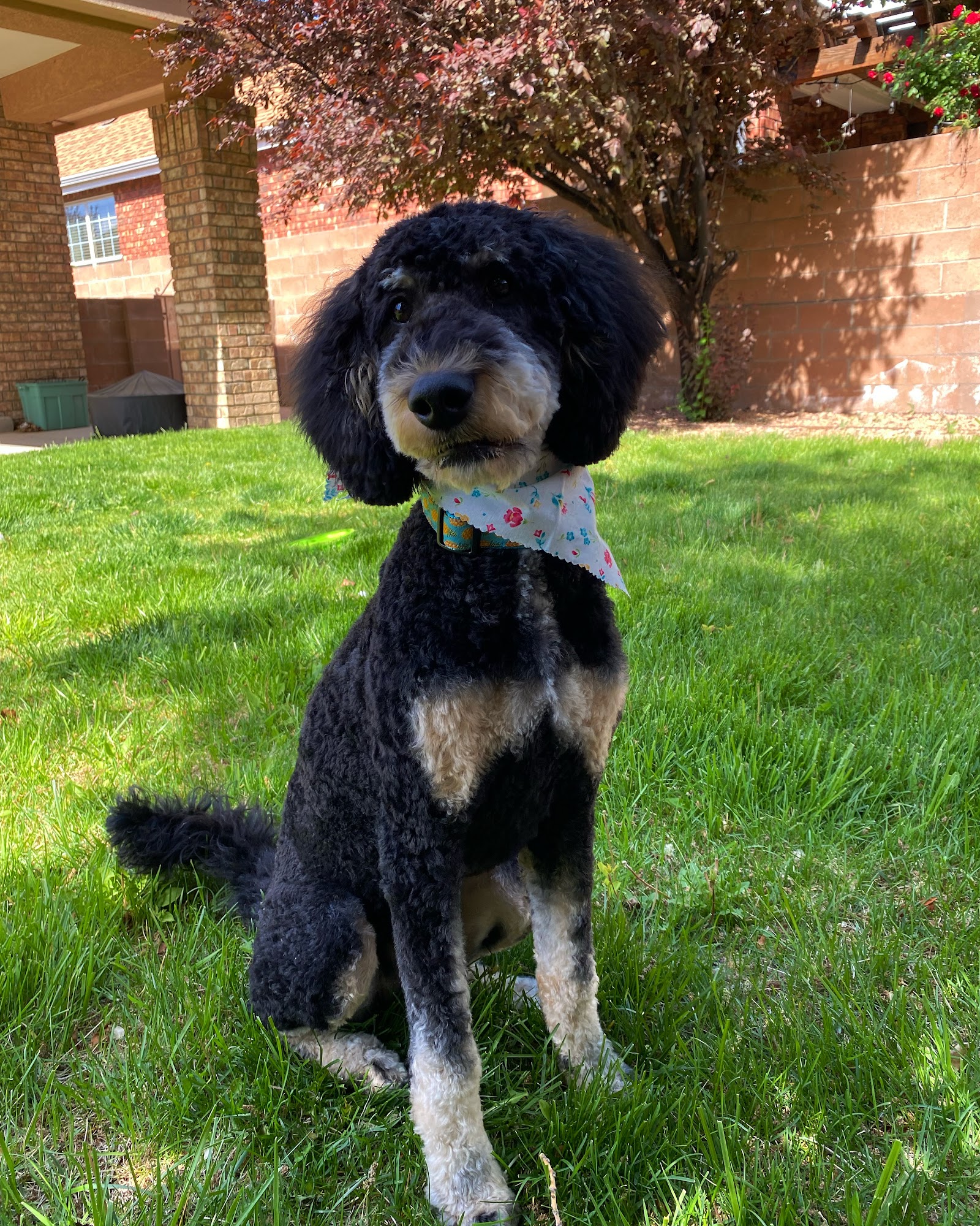 Doggie Doos Albuquerque