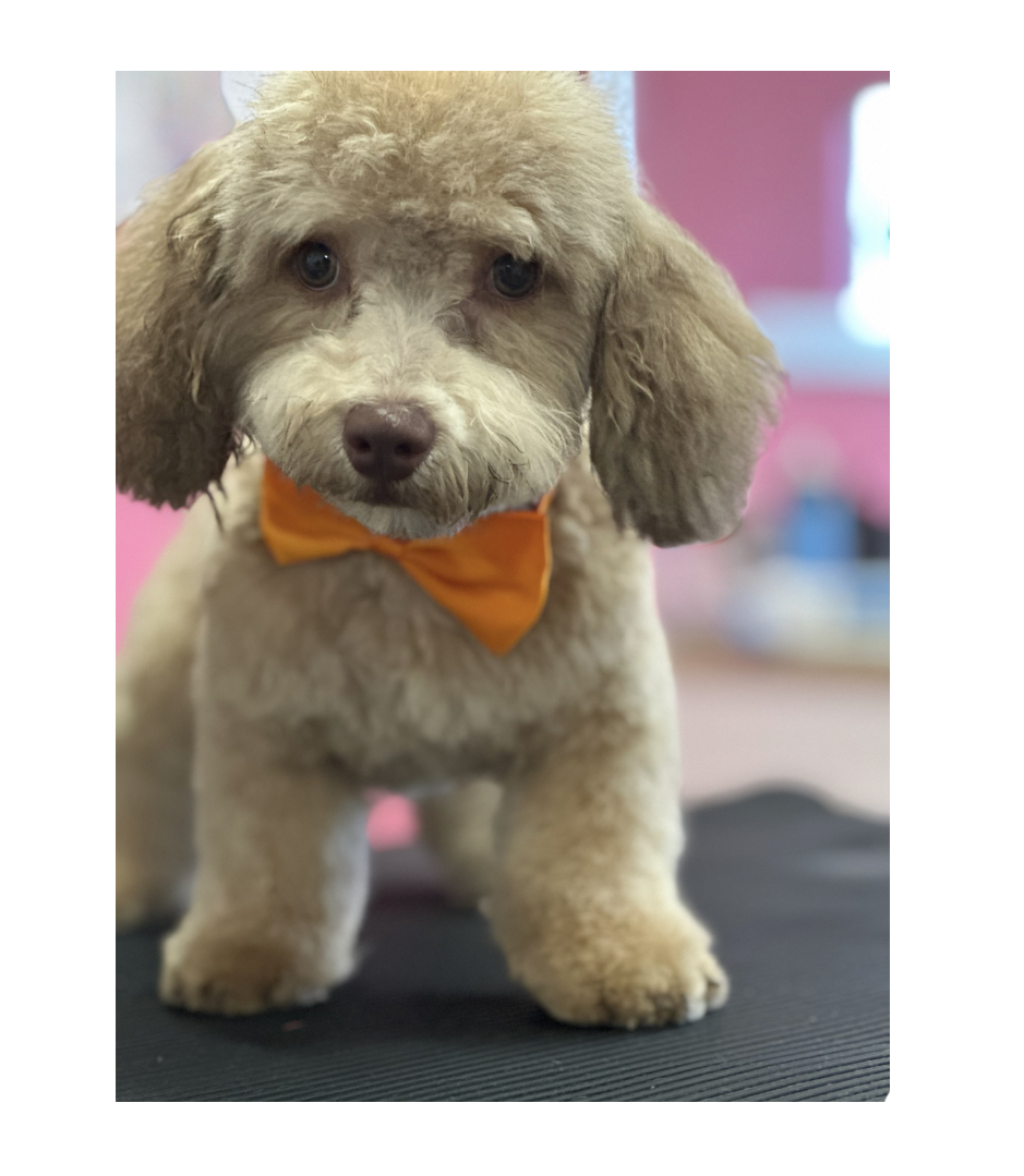 P.G.S Pet Grooming Salon Albuquerque