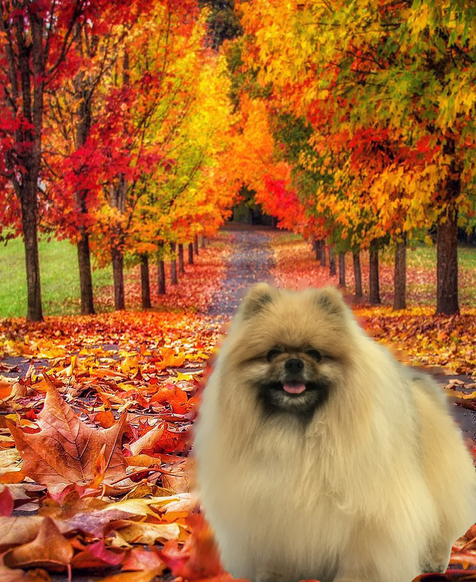 Poochini Pet Grooming Albuquerque