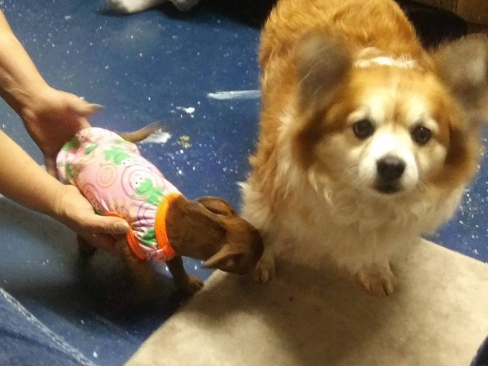 Lilas Plush Puppies Groom Albuquerque