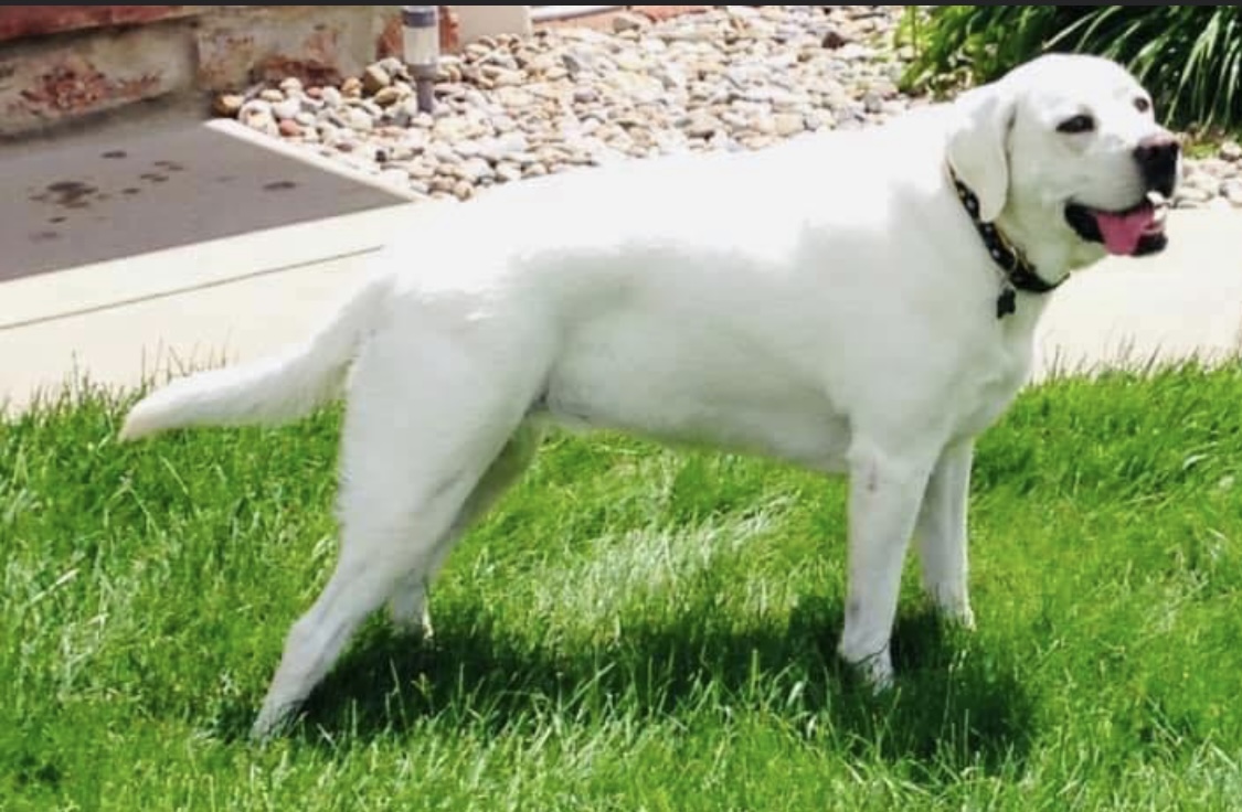 Coyote Springs Labradors Albuquerque