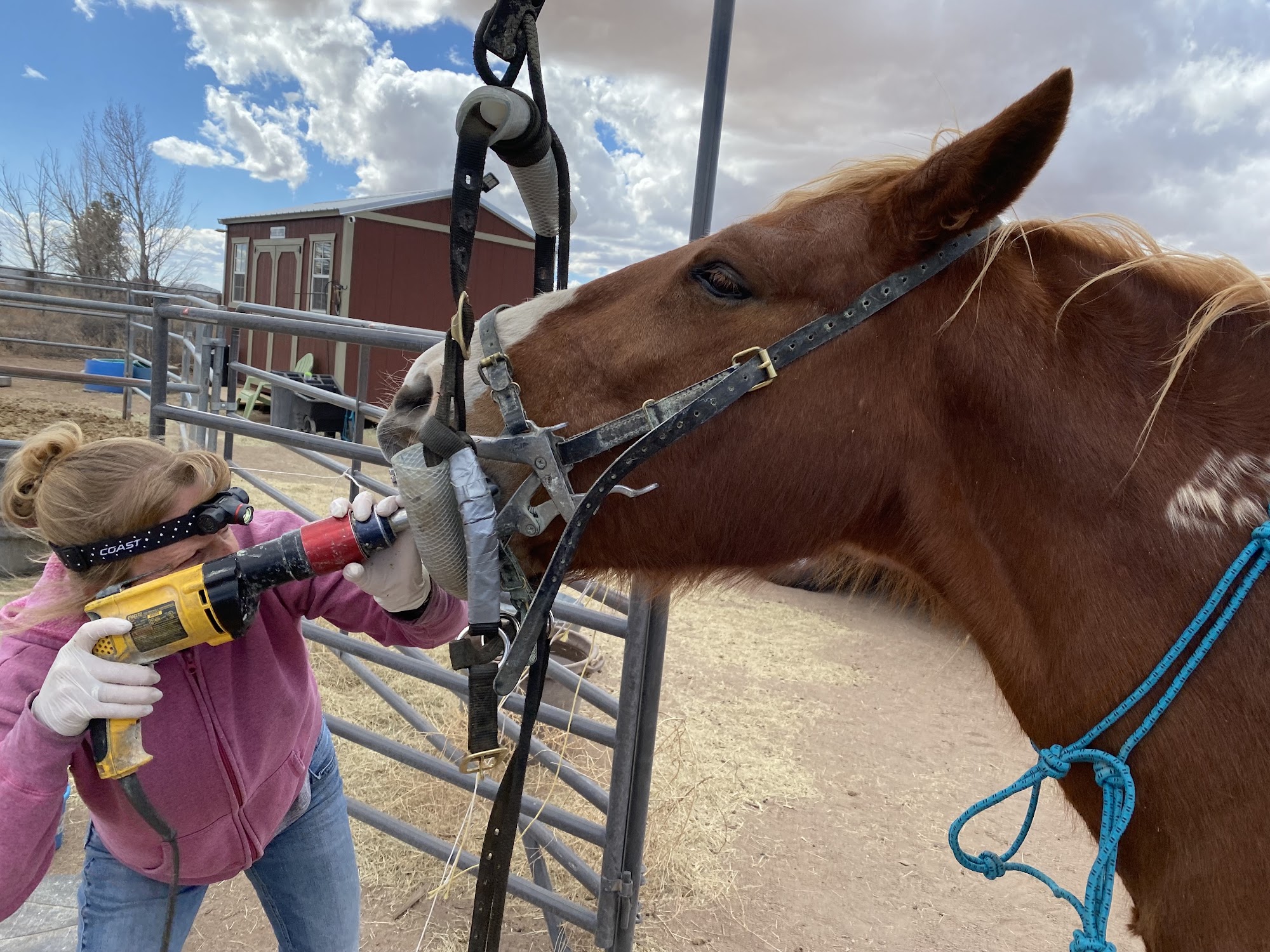 Large Animal Mobile Veterinary Services Anthony