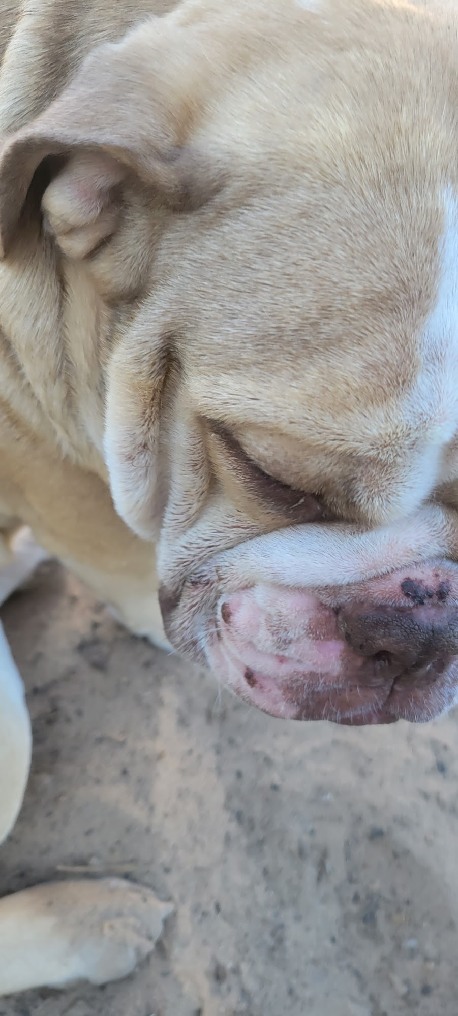 Corrales Kennel Corrales