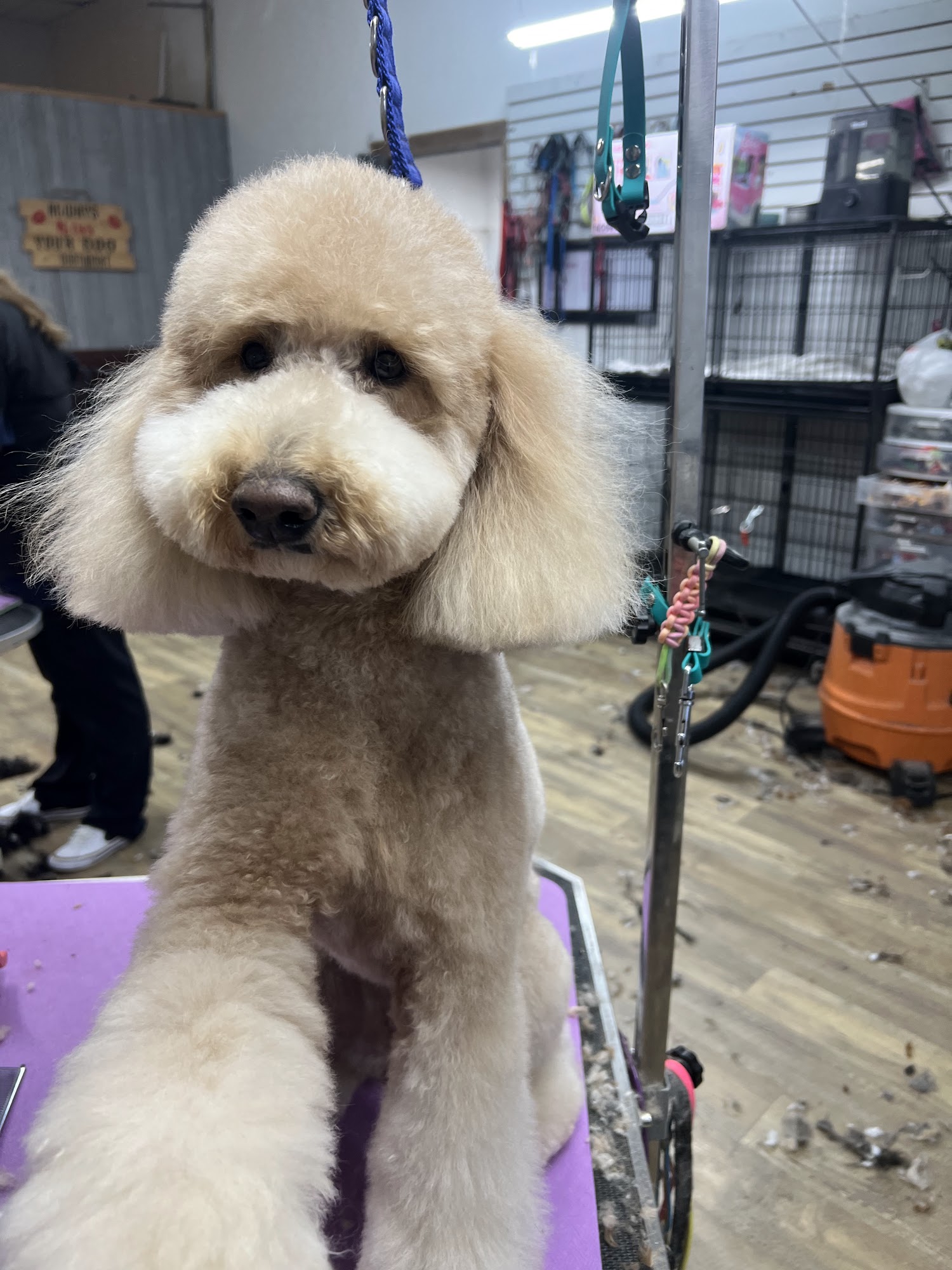 Pretty Pooch & Kitty Too! LLC Farmington