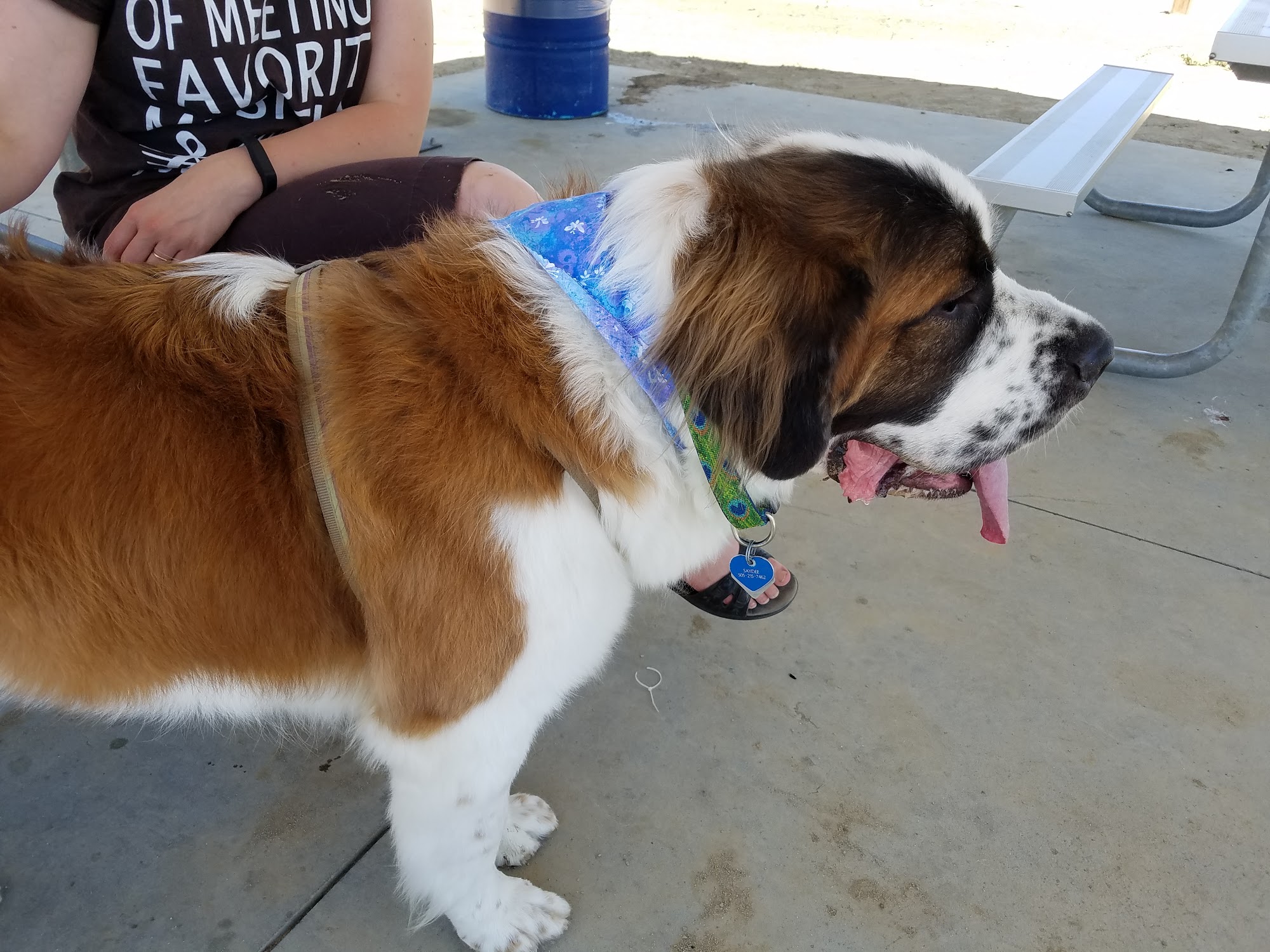 Cici’s Paws and Whiskers Farmington