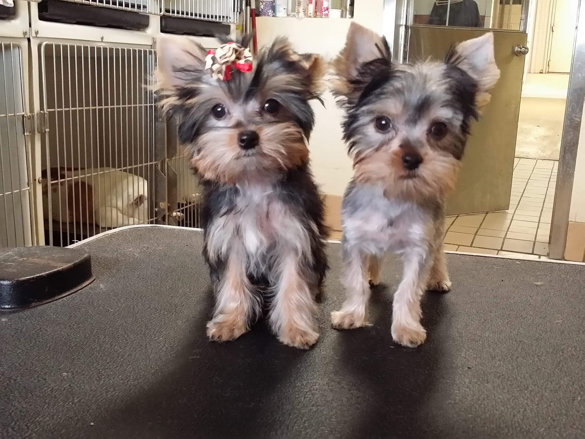 Precision Groomers Las Cruces