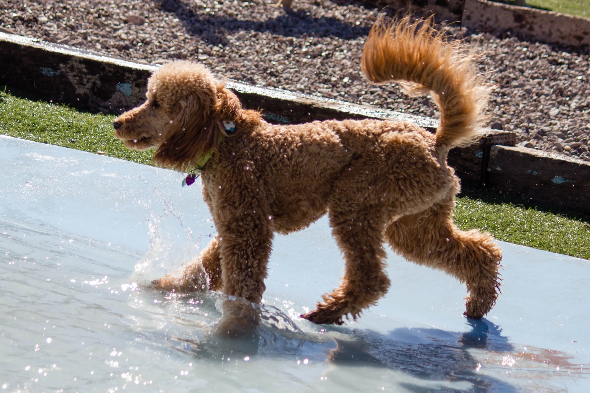 Pet Planet Hotel and Day Camp Las Cruces