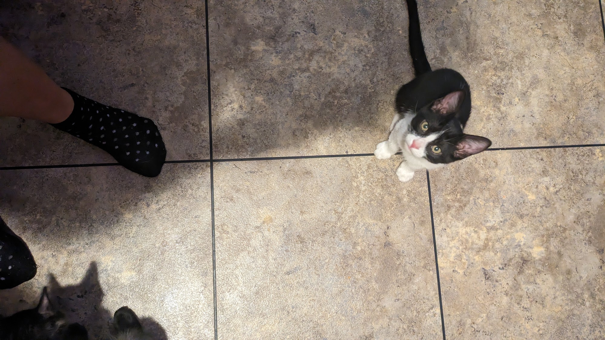 Animal Services Center of the Mesilla Valley Las Cruces