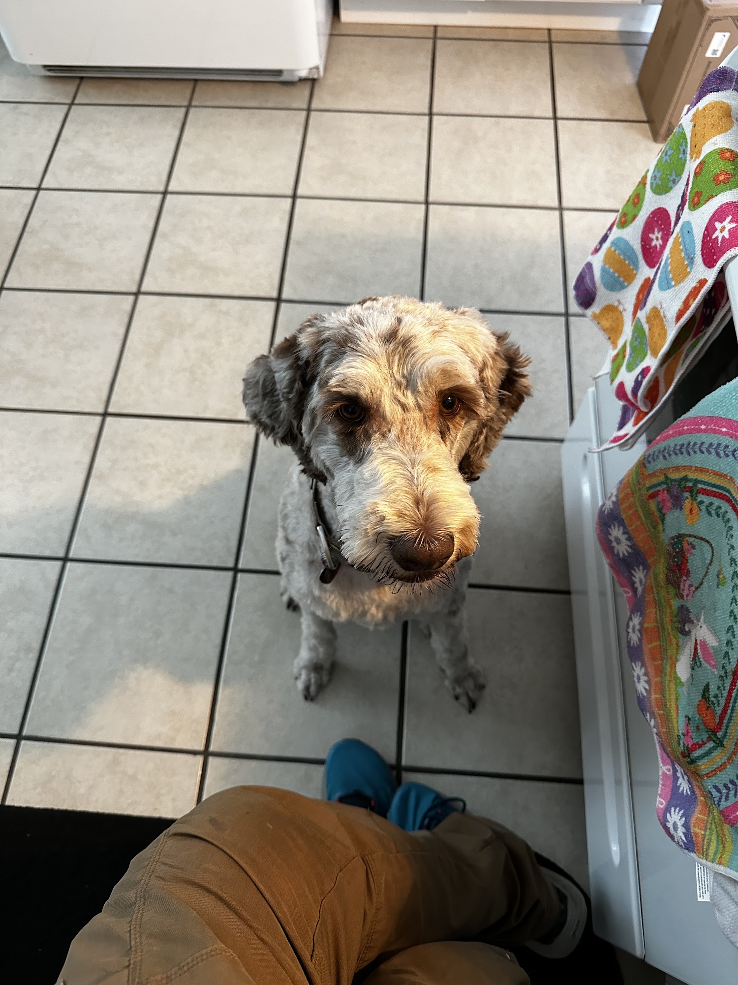 20 X Pet Grooming Las Cruces