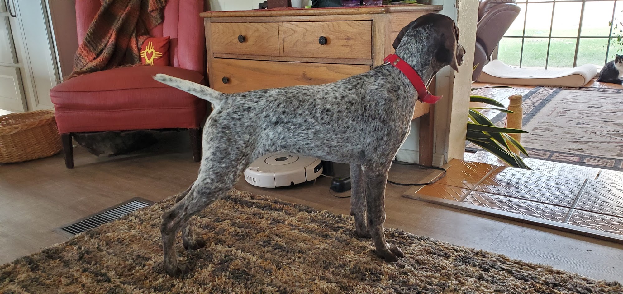 Rugerheim Kennels Las Cruces