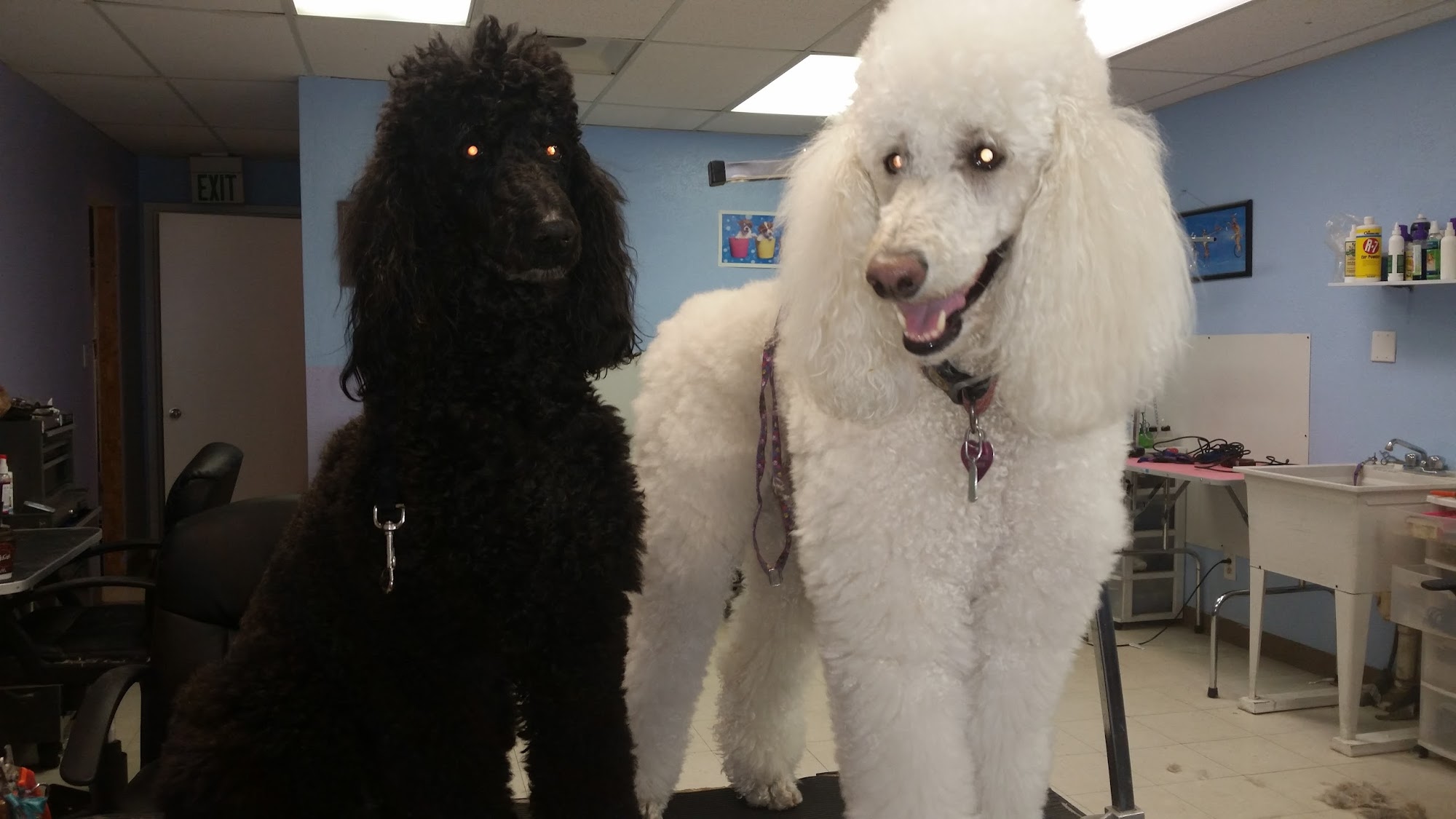 Pet Palace Groomery Rio Rancho