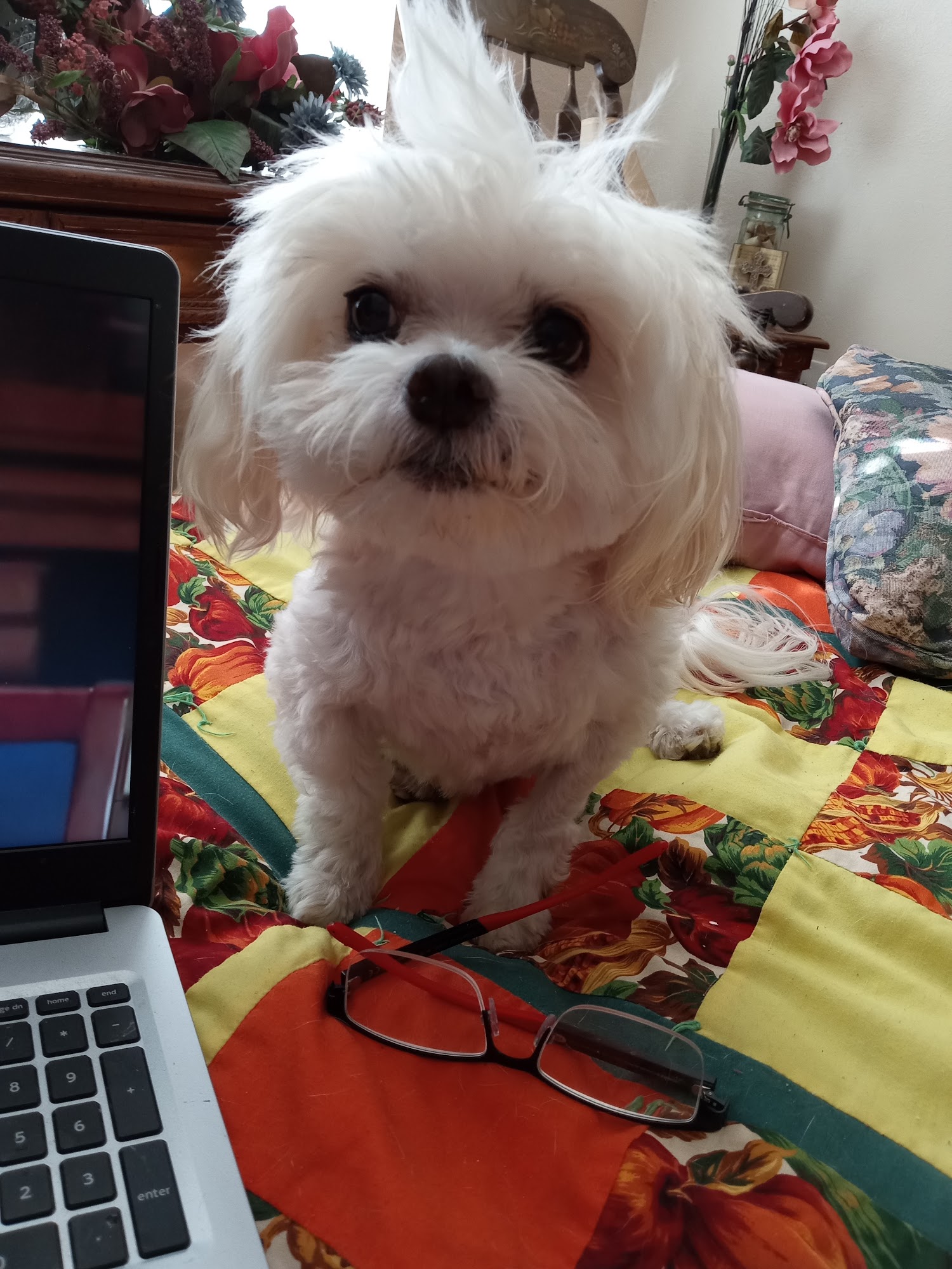 Country Club Grooming Ltd Roswell