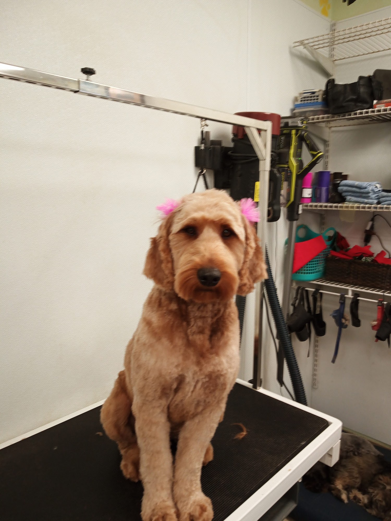 Ritz Pet Grooming Roswell