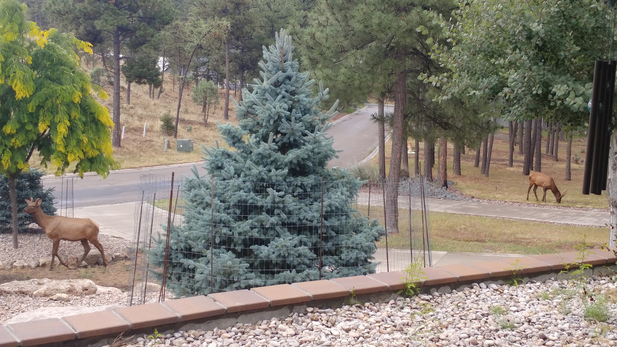 Ruidoso Pest Control Inc. 102 Charles McClellan Dr, Ruidoso New Mexico 88345