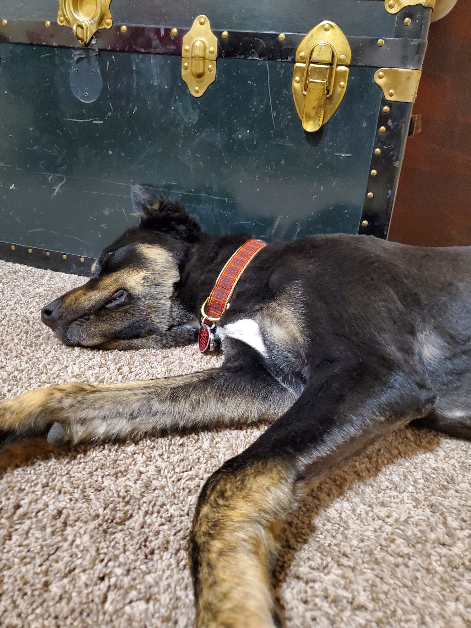 Singing Scissors Pet Grooming Santa Fe