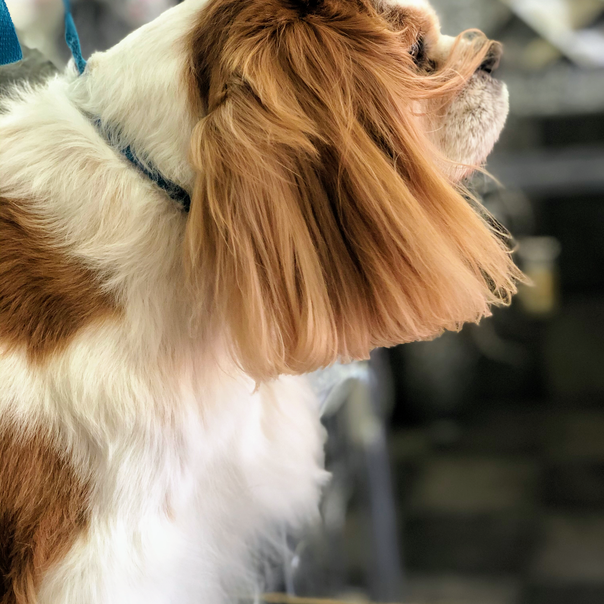 Talia's Pet Grooming Santa Fe