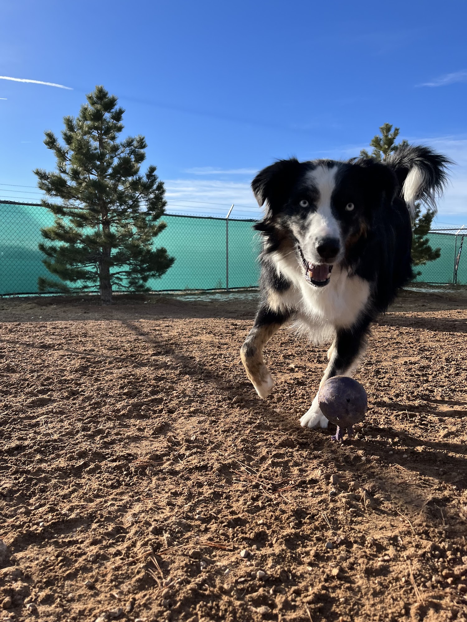 Top Dog Pet Resort Santa Fe