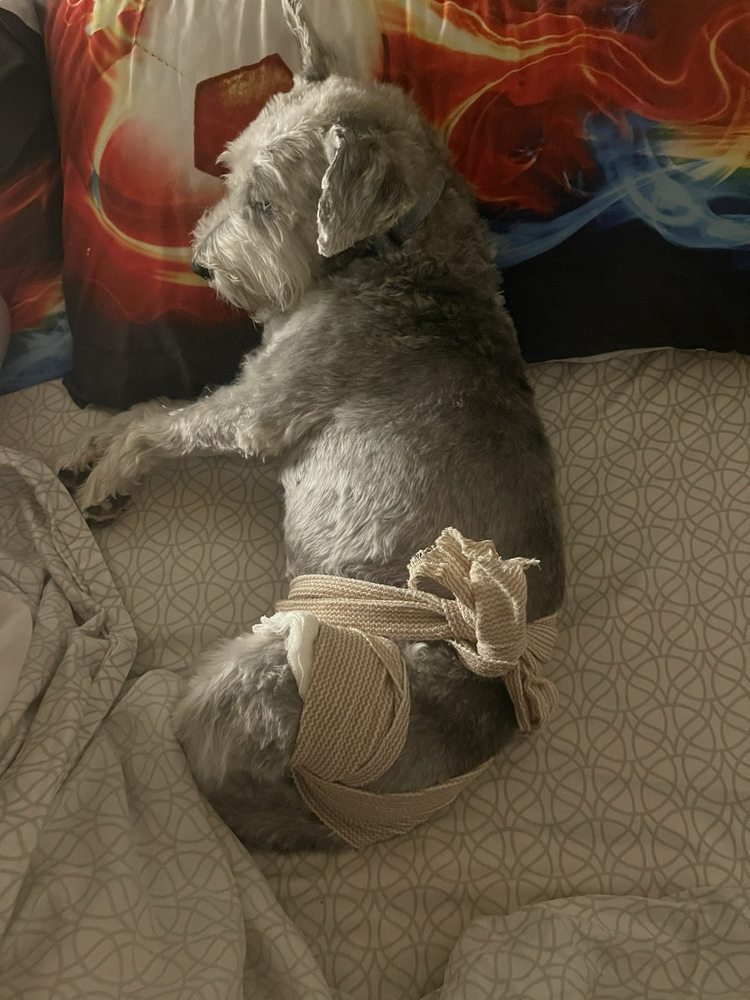 Wags of Santa Fe Santa Fe