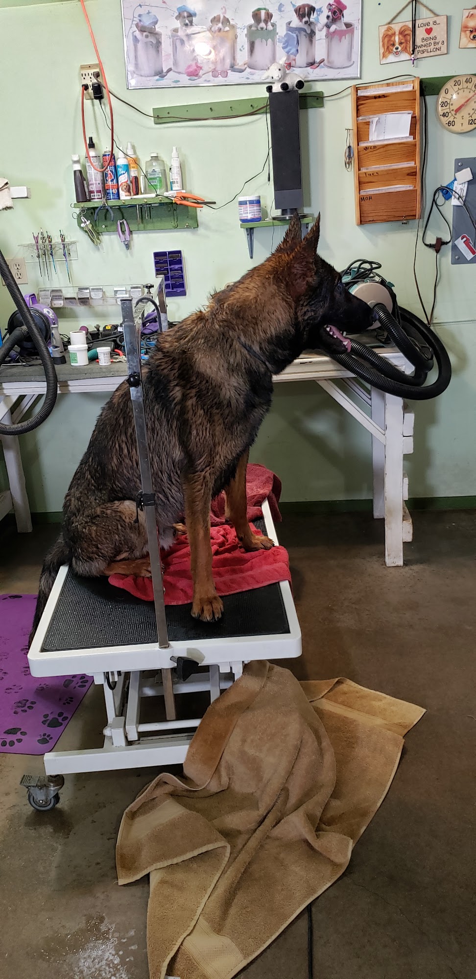 El Rancho Poodle Farm Truth or Consequences